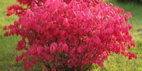 Дървета на мястото на селска къща - плодови, декоративни, иглолистни